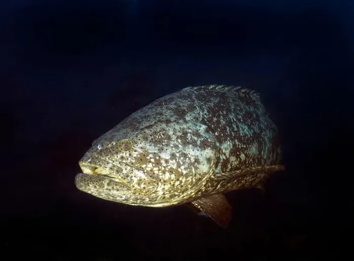 Framed Print : An Atlantic Goliath Grouper (Epinephelus itajara) in Jupiter, Florida, USA Framed Print : An Atlantic Goliath Grouper (Epinephelus itajara) in Jupiter, Florida, USA