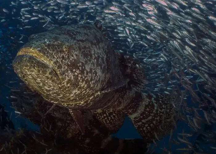 Framed Print : An Atlantic Goliath Grouper (Epinephelus itajara) in Jupiter, Florida, USA Framed Print : An Atlantic Goliath Grouper (Epinephelus itajara) in Jupiter, Florida, USA