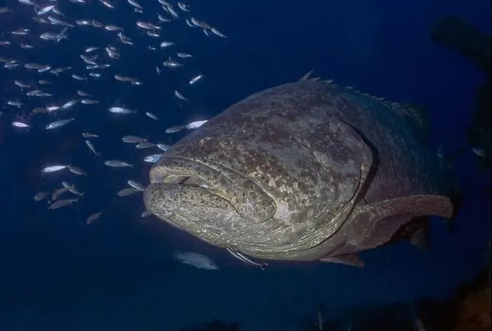 Framed Print : An Atlantic Goliath Grouper (Epinephelus itajara) in Jupiter, Florida, USA Framed Print : An Atlantic Goliath Grouper (Epinephelus itajara) in Jupiter, Florida, USA