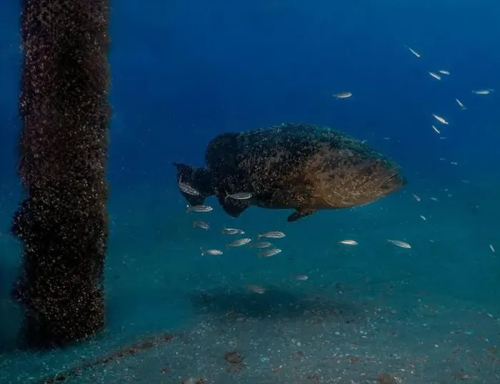 Framed Print : An Atlantic Goliath Grouper (Epinephelus itajara) in Jupiter, Florida, USA