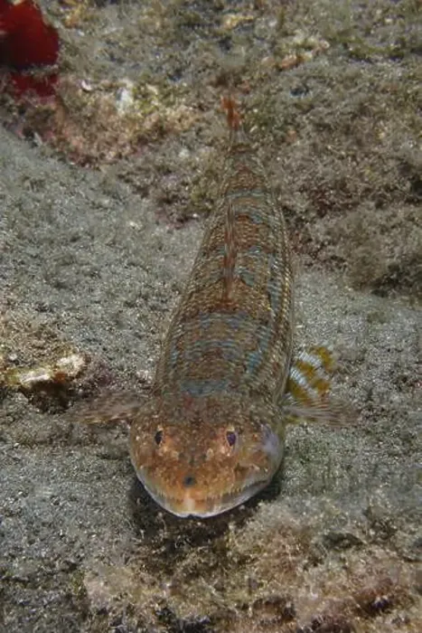 Framed Print : Atlantic lizardfish (Synodus saurus) with camouflage pattern on the sandy seabed