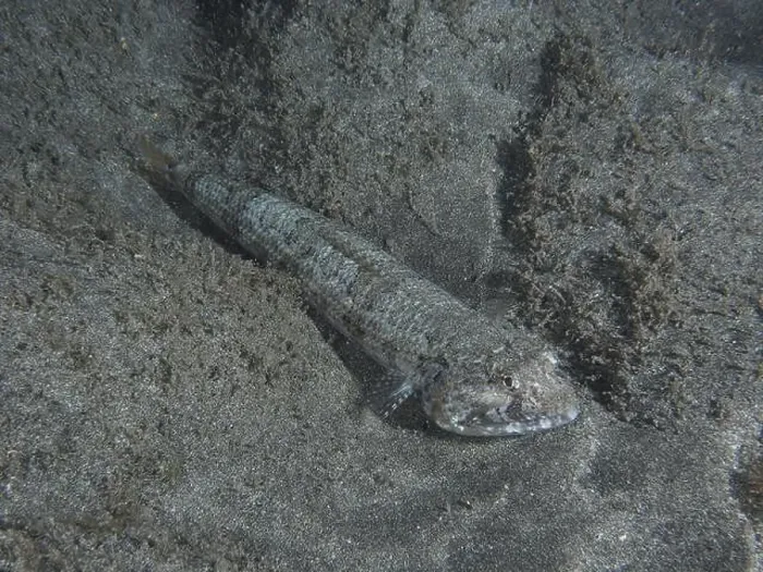 Framed Print : Atlantic lizardfish (Synodus saurus) almost invisible on a grey sandy bottom Framed Print : Atlantic lizardfish (Synodus saurus) almost invisible on a grey sandy bottom