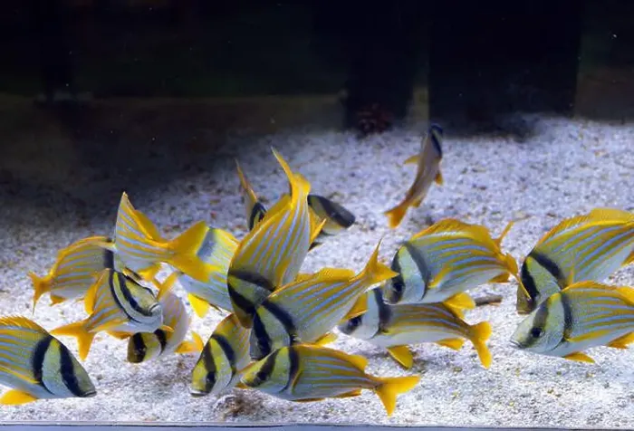Framed Print : Atlantic porkfish sweetlips in aquarium. Anisotremus virginicus Framed Print : Atlantic porkfish sweetlips in aquarium. Anisotremus virginicus