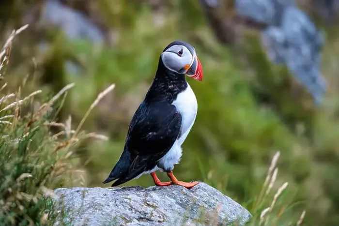 Framed Print : Atlantic puffin, fratercula arctica, standing on cliff Framed Print : Atlantic puffin, fratercula arctica, standing on cliff