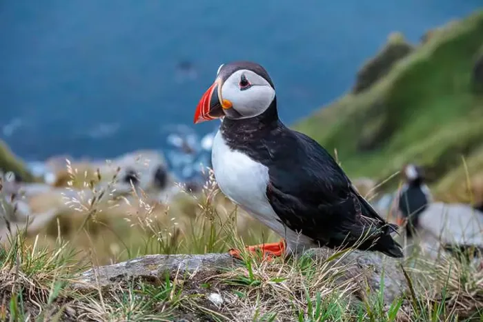 Framed Print : Atlantic puffin, fratercula arctica, standing on cliff