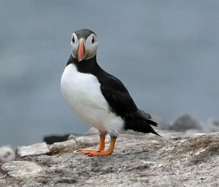 Framed Print : Atlantic Puffin (Fratercula arctica) Framed Print : Atlantic Puffin (Fratercula arctica)
