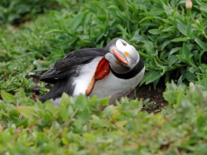 Framed Print : Atlantic Puffin (Fratercula arctica)