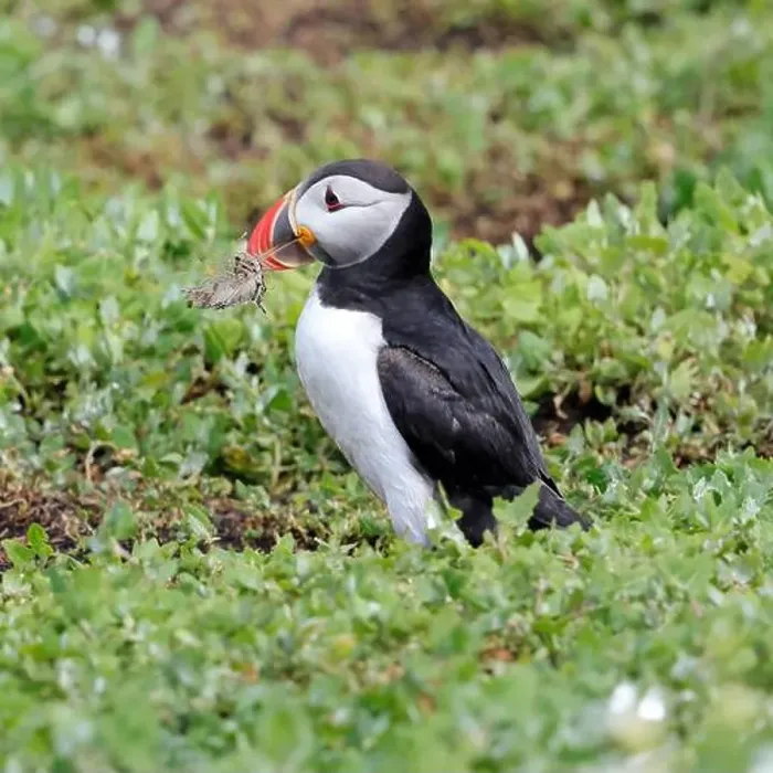 Framed Print : Atlantic Puffin (Fratercula arctica)