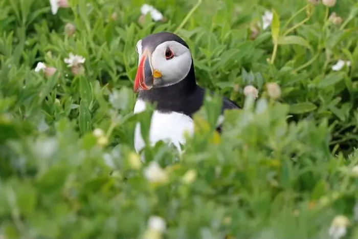 Framed Print : Atlantic Puffin (Fratercula arctica)