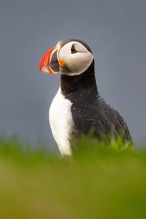 Framed Print : An Atlantic Puffin (Fratercula arctica), on a cliff edge in Westman Islands, Iceland, Polar Regions Framed Print : An Atlantic Puffin (Fratercula arctica), on a cliff edge in Westman Islands, Iceland, Polar Regions