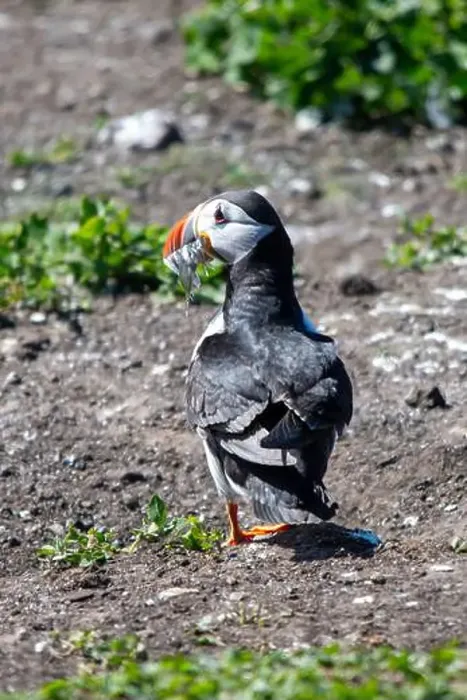 Framed Print : An Atlantic Puffin (Fratercula arctica) on The Farne Islands in Northumberland, UK