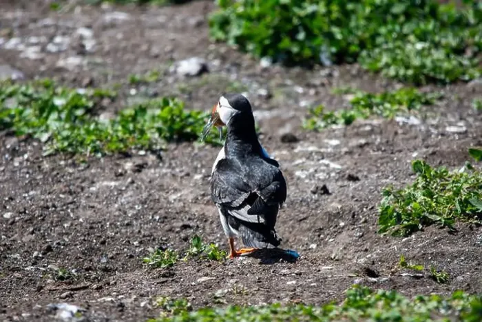 Framed Print : An Atlantic Puffin (Fratercula arctica) on The Farne Islands in Northumberland, UK