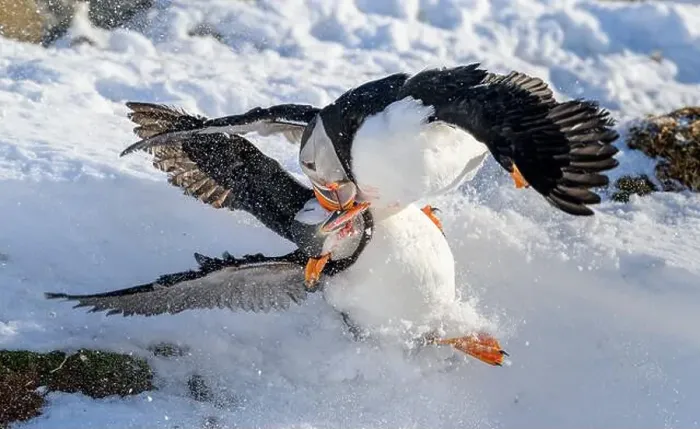 Framed Print : Atlantic puffin (Fratercula arctica) fighting in snow at Hornøya island, Norway Framed Print : Atlantic puffin (Fratercula arctica) fighting in snow at Hornøya island, Norway