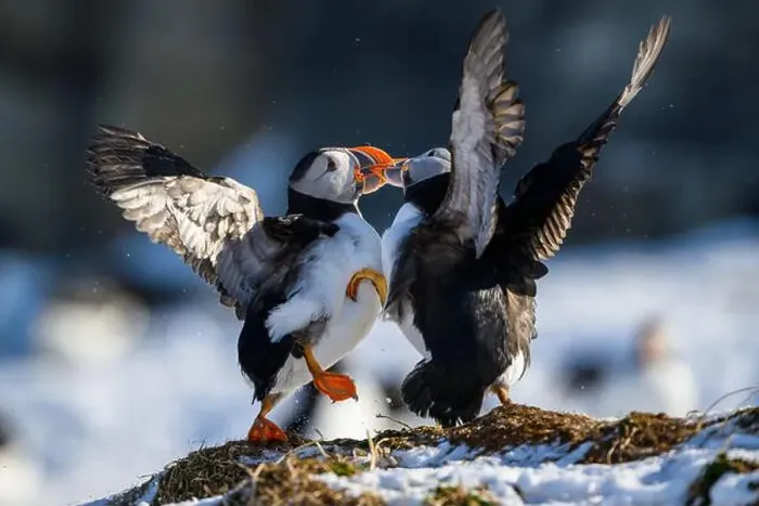 Framed Print : Atlantic puffin (Fratercula arctica) fighting in snow at Hornøya island, Norway