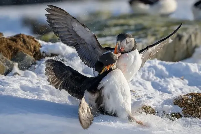 Framed Print : Atlantic puffin (Fratercula arctica) fighting in snow at Hornøya island, Norway Framed Print : Atlantic puffin (Fratercula arctica) fighting in snow at Hornøya island, Norway