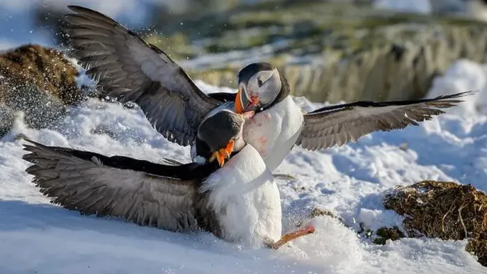 Framed Print : Atlantic puffin (Fratercula arctica) fighting in snow at Hornøya island, Norway Framed Print : Atlantic puffin (Fratercula arctica) fighting in snow at Hornøya island, Norway