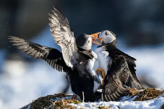Framed Print : Atlantic puffin (Fratercula arctica) fighting in snow at Hornøya island, Norway Framed Print : Atlantic puffin (Fratercula arctica) fighting in snow at Hornøya island, Norway