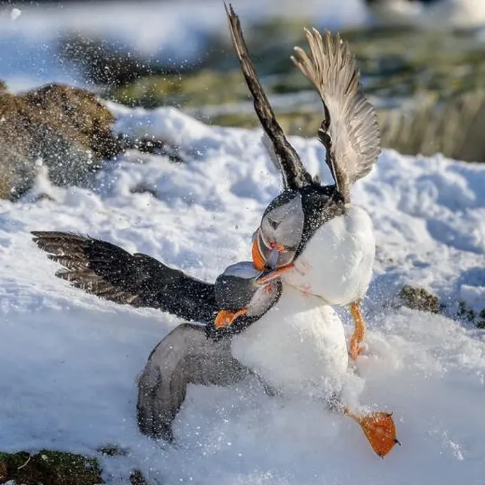 Framed Print : Atlantic puffin (Fratercula arctica) fighting in snow at Hornøya island, Norway Framed Print : Atlantic puffin (Fratercula arctica) fighting in snow at Hornøya island, Norway