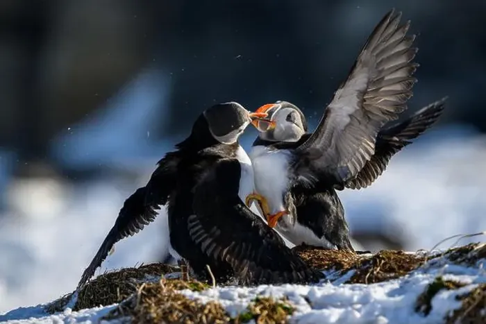 Framed Print : Atlantic puffin (Fratercula arctica) fighting in snow at Hornøya island, Norway