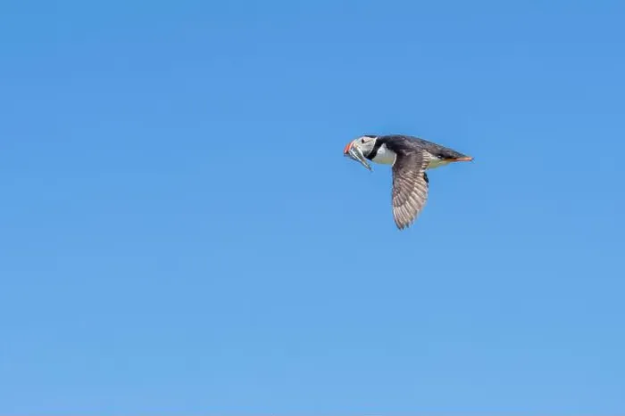 Framed Print : An Atlantic Puffin (Fratercula arctica) in flight over The Farne Islands in Northumberland, UK
