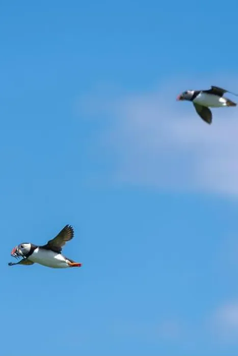 Framed Print : An Atlantic Puffin (Fratercula arctica) in flight over The Farne Islands in Northumberland, UK