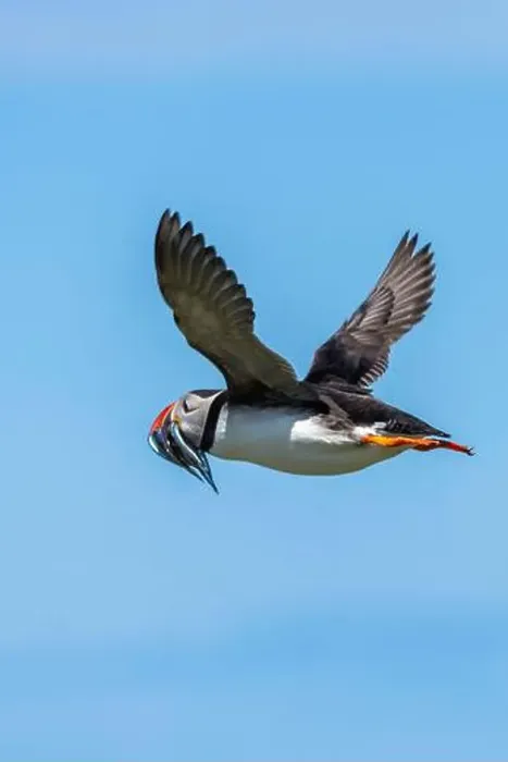Framed Print : An Atlantic Puffin (Fratercula arctica) in flight over The Farne Islands in Northumberland, UK