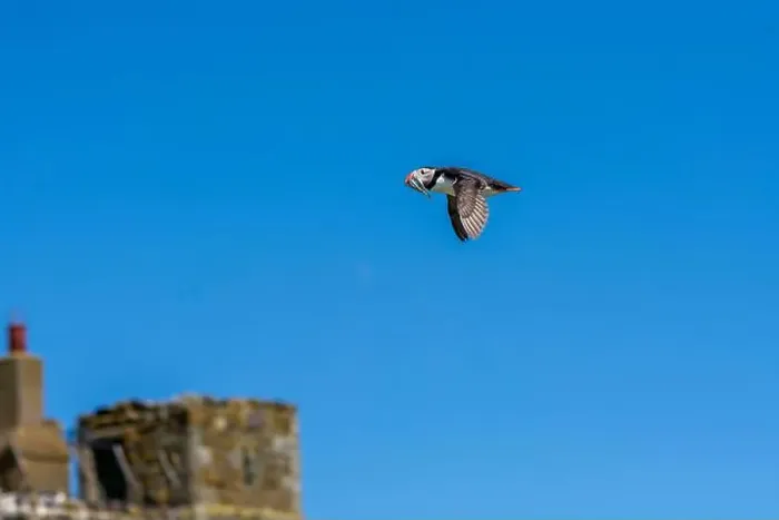 Framed Print : An Atlantic Puffin (Fratercula arctica) in flight over The Farne Islands in Northumberland, UK
