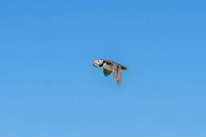 Framed Print : An Atlantic Puffin (Fratercula arctica) in flight over The Farne Islands in Northumberland, UK