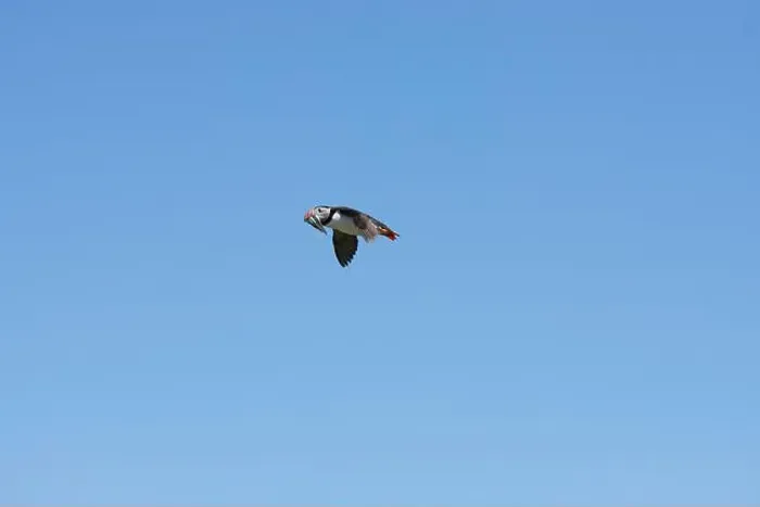 Framed Print : An Atlantic Puffin (Fratercula arctica) in flight over The Farne Islands in Northumberland, UK