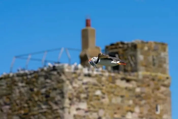 Framed Print : An Atlantic Puffin (Fratercula arctica) in flight over The Farne Islands in Northumberland, UK