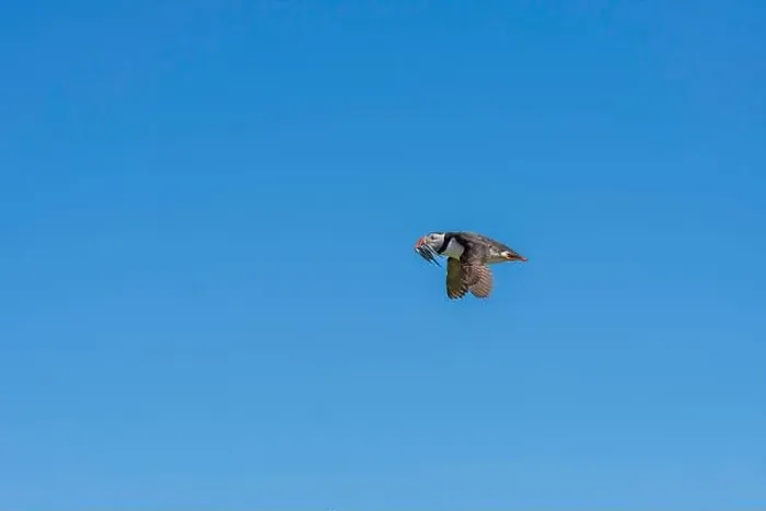 Framed Print : An Atlantic Puffin (Fratercula arctica) in flight over The Farne Islands in Northumberland, UK
