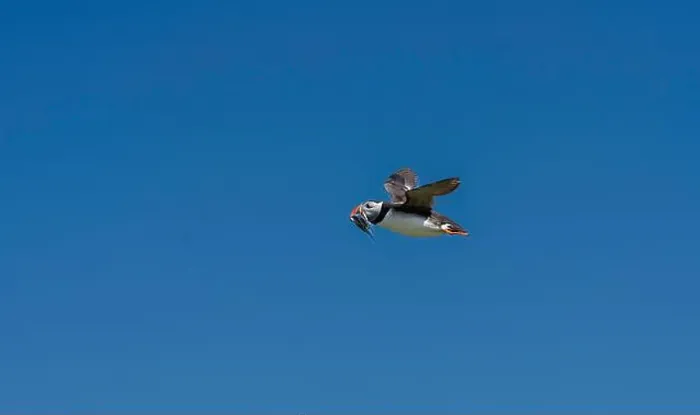 Framed Print : An Atlantic Puffin (Fratercula arctica) in flight over The Farne Islands in Northumberland, UK