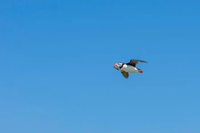 Framed Print : An Atlantic Puffin (Fratercula arctica) in flight over The Farne Islands in Northumberland, UK