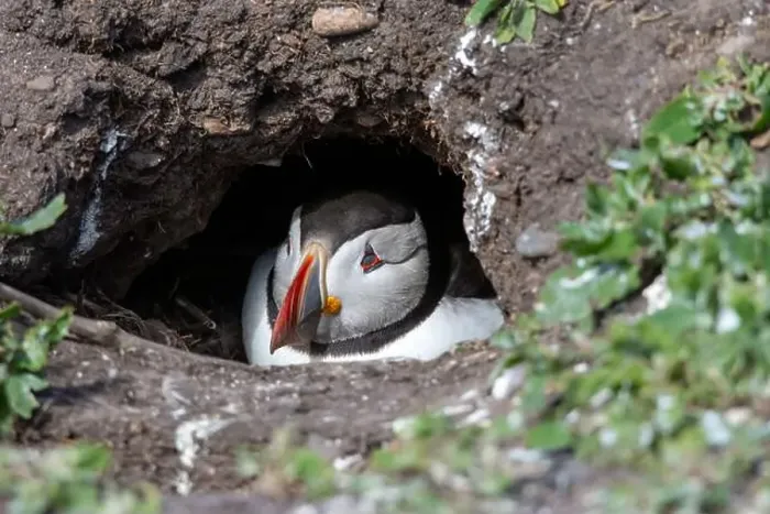 Framed Print : An Atlantic Puffin (Fratercula arctica) hides in its burrow on The Farne Islands in Northumberland, UK