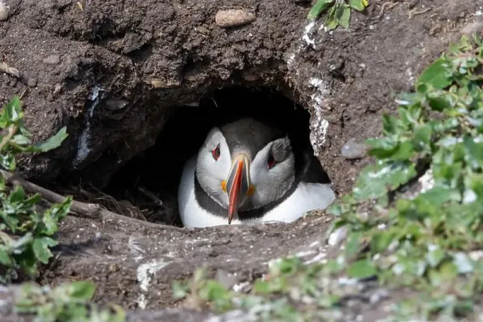 Framed Print : An Atlantic Puffin (Fratercula arctica) hides in its burrow on The Farne Islands in Northumberland, UK