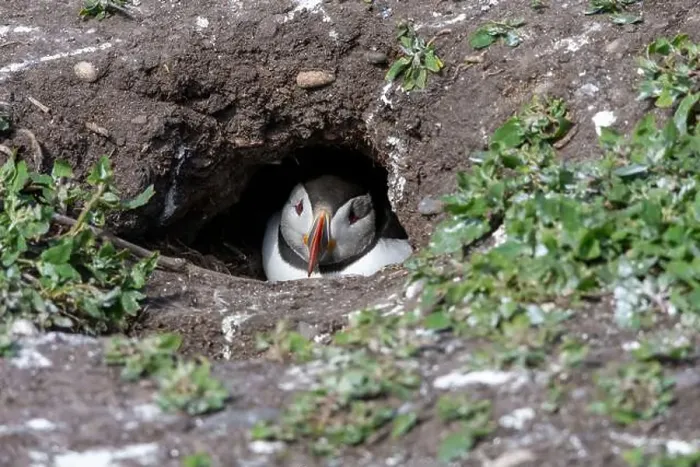 Framed Print : An Atlantic Puffin (Fratercula arctica) hides in its burrow on The Farne Islands in Northumberland, UK