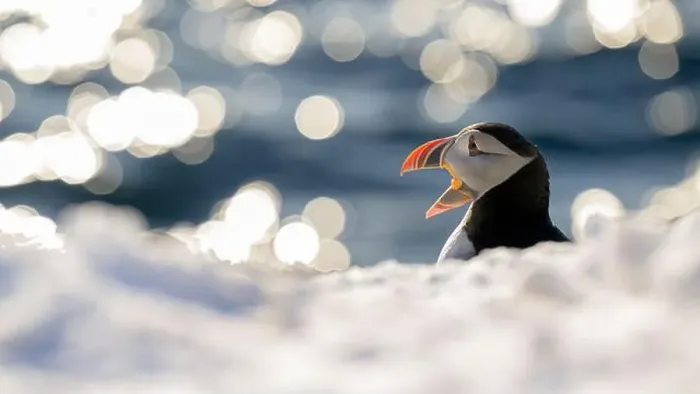 Framed Print : Atlantic puffin (Fratercula arctica) at Hornøya island, Norway Framed Print : Atlantic puffin (Fratercula arctica) at Hornøya island, Norway