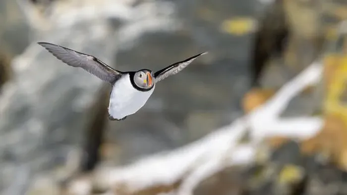 Framed Print : Atlantic puffin (Fratercula arctica) at Hornøya island, Norway