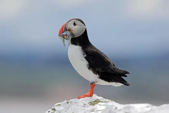 Framed Print : An Atlantic Puffin (Fratercula arctica) with sandeels on Inner Farne Framed Print : An Atlantic Puffin (Fratercula arctica) with sandeels on Inner Farne