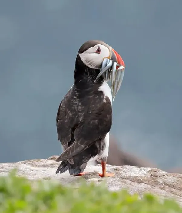 Framed Print : An Atlantic Puffin (Fratercula arctica) with sandeels on Inner Farne Framed Print : An Atlantic Puffin (Fratercula arctica) with sandeels on Inner Farne