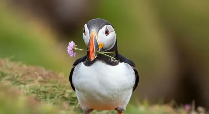 Framed Print : Atlantic puffin Iceland (Fratercula arctica) Framed Print : Atlantic puffin Iceland (Fratercula arctica)