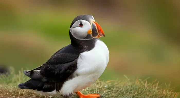 Framed Print : Atlantic puffin Iceland (Fratercula arctica) Framed Print : Atlantic puffin Iceland (Fratercula arctica)