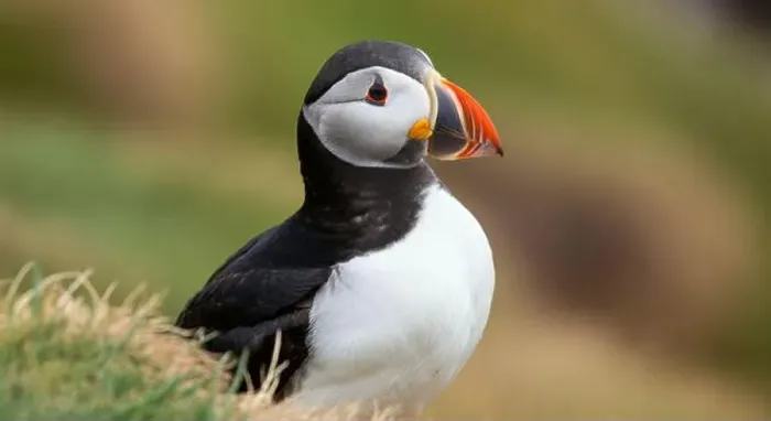 Framed Print : Atlantic puffin Iceland (Fratercula arctica) Framed Print : Atlantic puffin Iceland (Fratercula arctica)