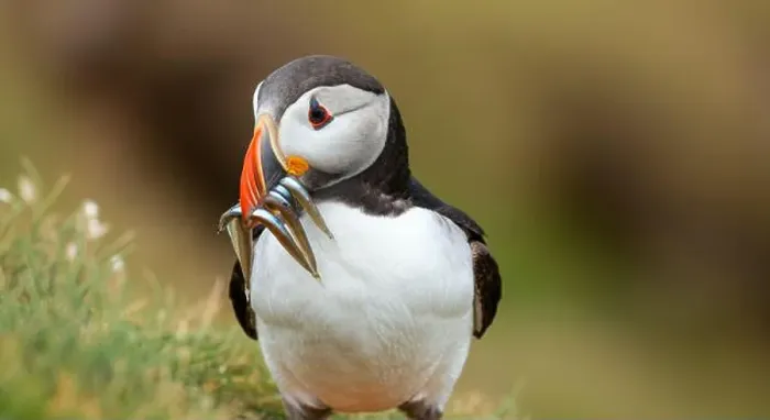 Framed Print : Atlantic puffin Iceland (Fratercula arctica) Framed Print : Atlantic puffin Iceland (Fratercula arctica)