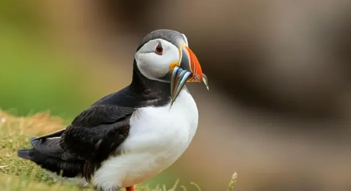 Framed Print : Atlantic puffin Iceland (Fratercula arctica) Framed Print : Atlantic puffin Iceland (Fratercula arctica)