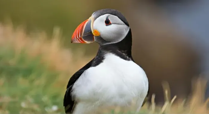 Framed Print : Atlantic puffin Iceland (Fratercula arctica)