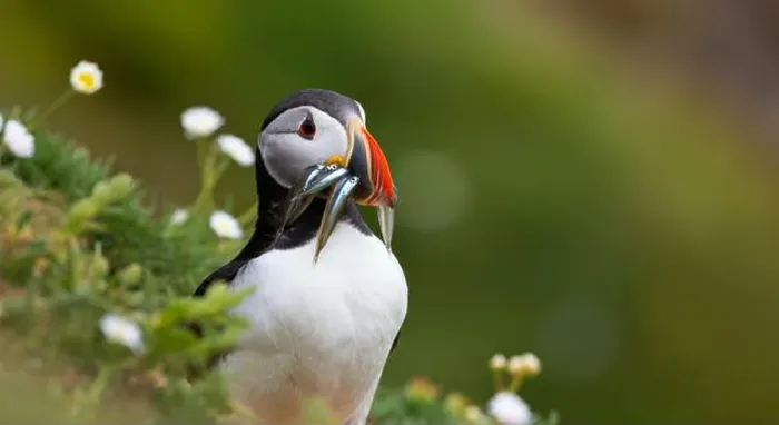 Framed Print : Atlantic puffin Iceland (Fratercula arctica)
