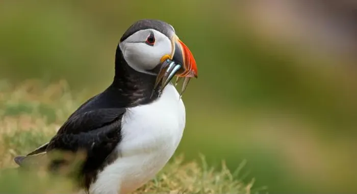 Framed Print : Atlantic puffin Iceland (Fratercula arctica) Framed Print : Atlantic puffin Iceland (Fratercula arctica)