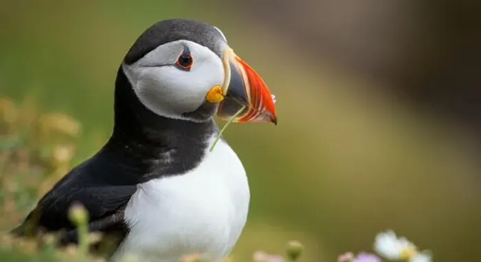 Framed Print : Atlantic puffin Iceland (Fratercula arctica) Framed Print : Atlantic puffin Iceland (Fratercula arctica)
