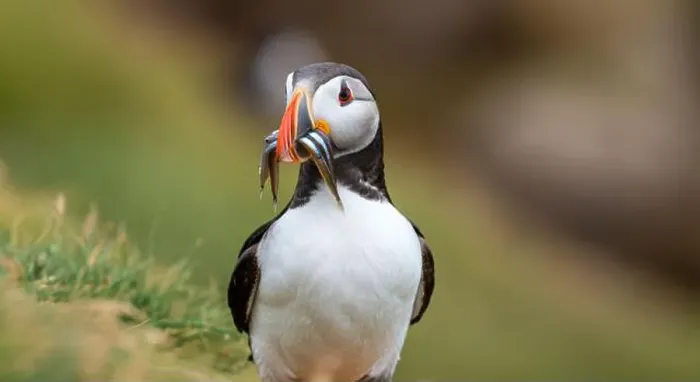 Framed Print : Atlantic puffin Iceland (Fratercula arctica) Framed Print : Atlantic puffin Iceland (Fratercula arctica)